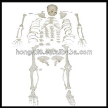 ISO Disarticulated Skeleton with Skull, Anatomic Skeleton model